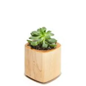 Planter (Maple / Tall)